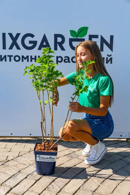 Смородина черная Чудное Мгновение