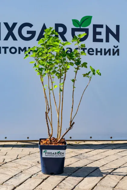 Смородина черная Чудное Мгновение