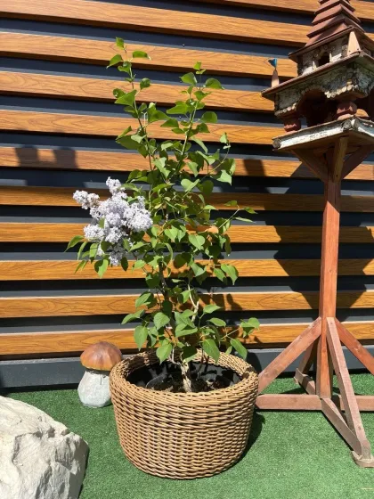 Сирень обык. Катерина Хавемейер