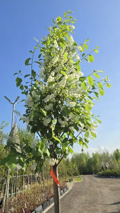 Черемуха виргинская Шуберта