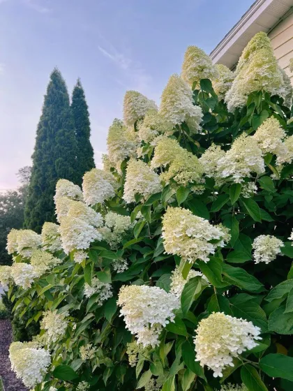 Гортензия метельчатая Лайм Лайт
