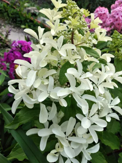 Гортензия метельчатая Стар Роуз