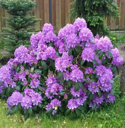 Рододендрон кэтевбинский Бурсолт