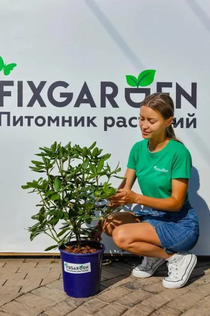 Рододендрон кэтевбинский Бурсолт