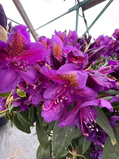 Рододендрон кэтевбинский Бурсолт
