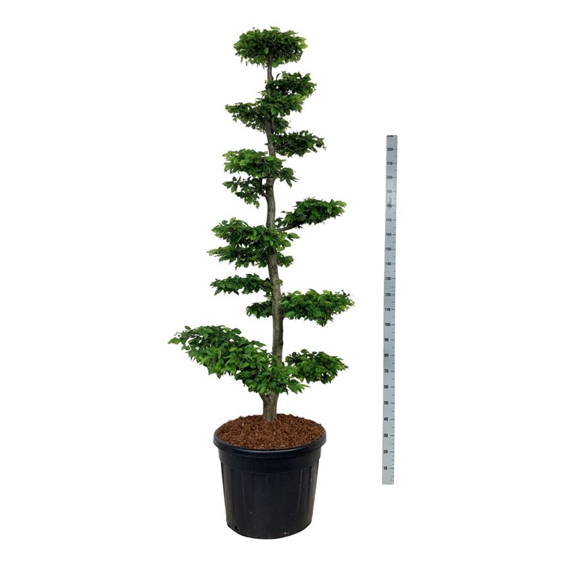 Граб обыкновенный