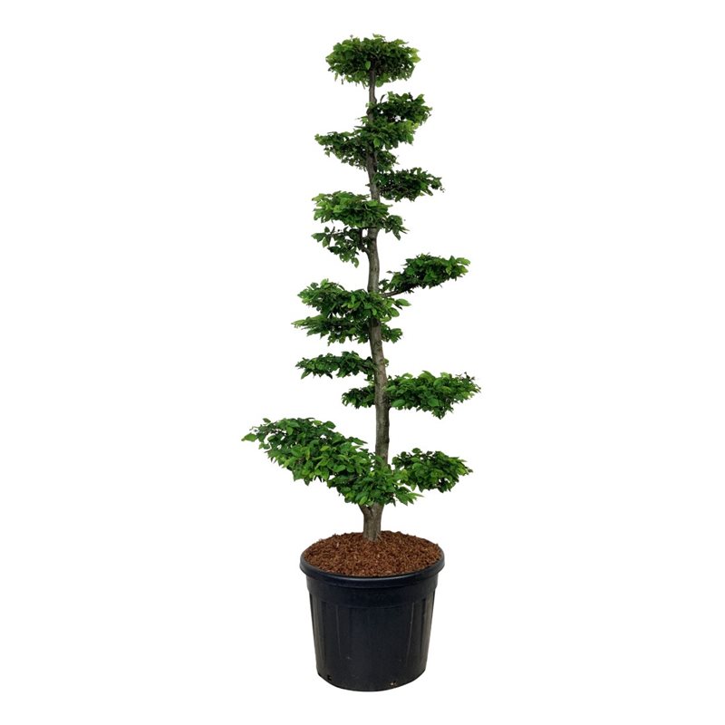 Граб обыкновенный