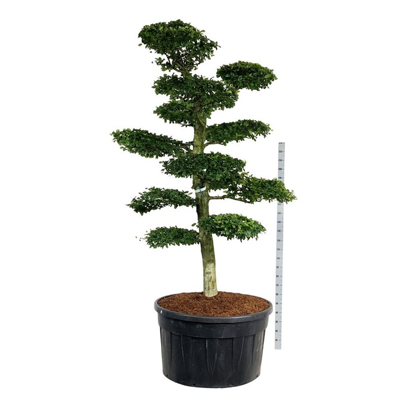 Граб обыкновенный