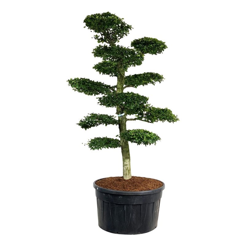 Граб обыкновенный