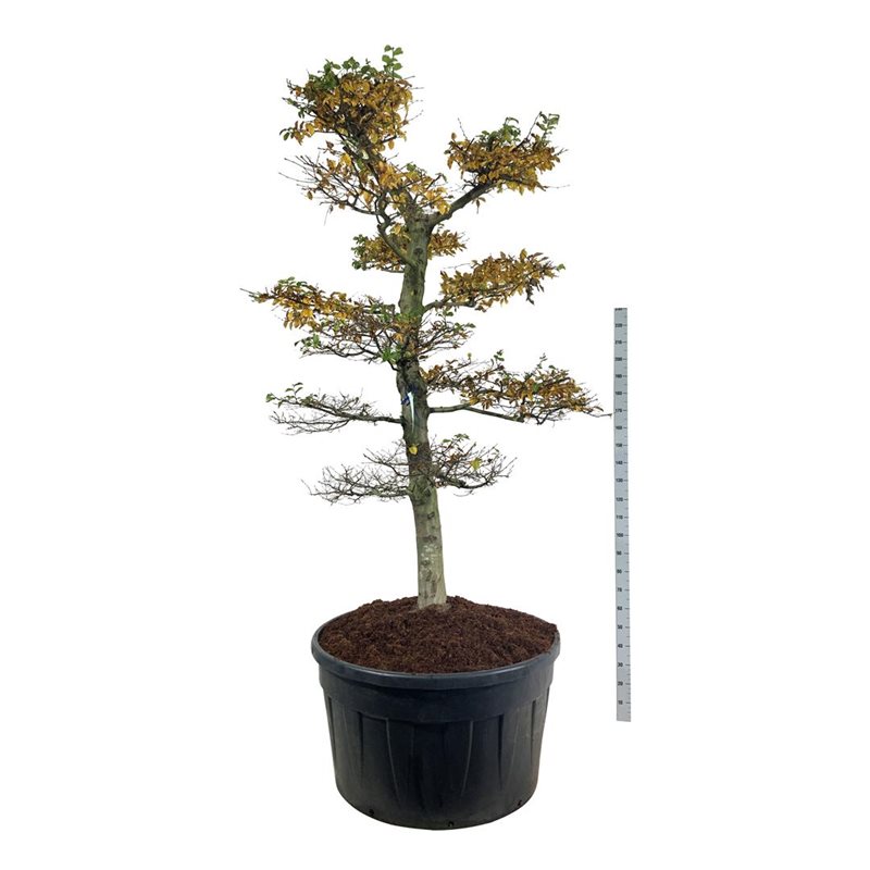 Граб обыкновенный