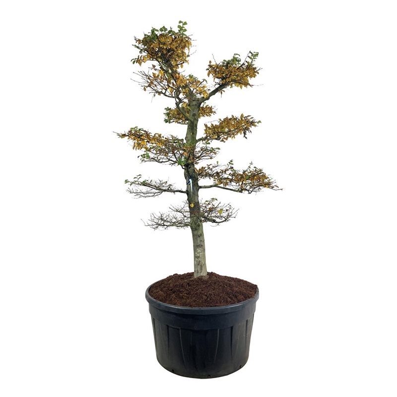 Граб обыкновенный