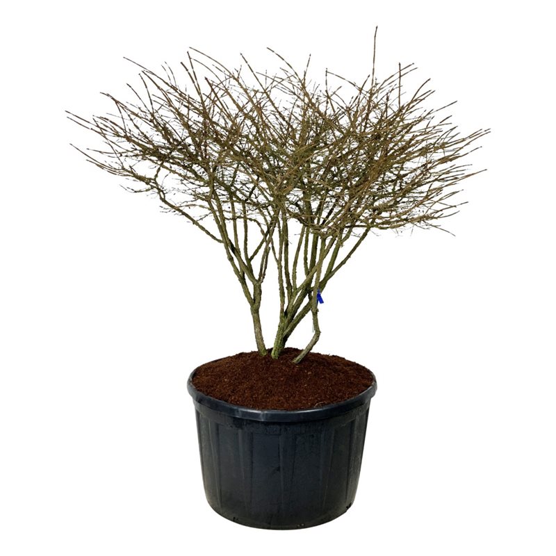 Бересклет крылатый