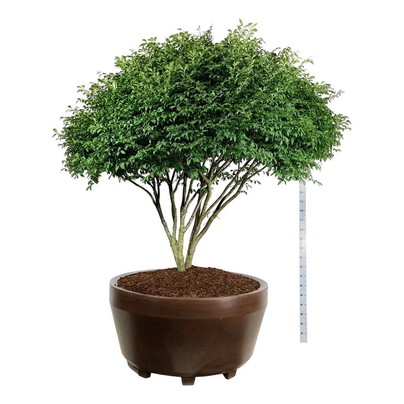 Бересклет крылатый Компактус