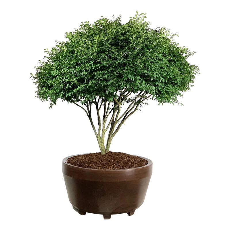 Бересклет крылатый Компактус