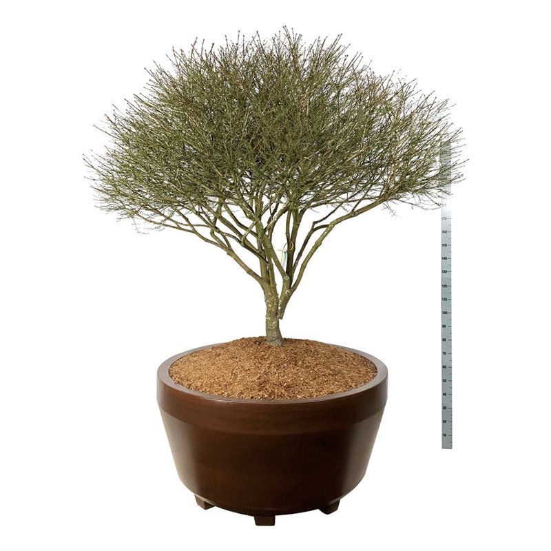 Бересклет крылатый Компактус