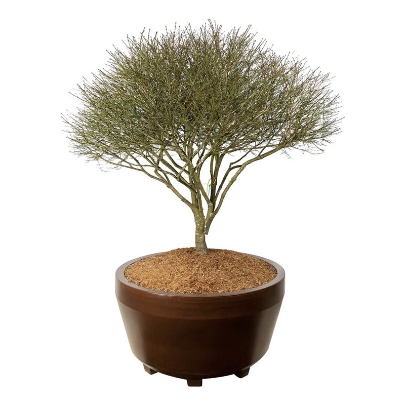 Бересклет крылатый Компактус