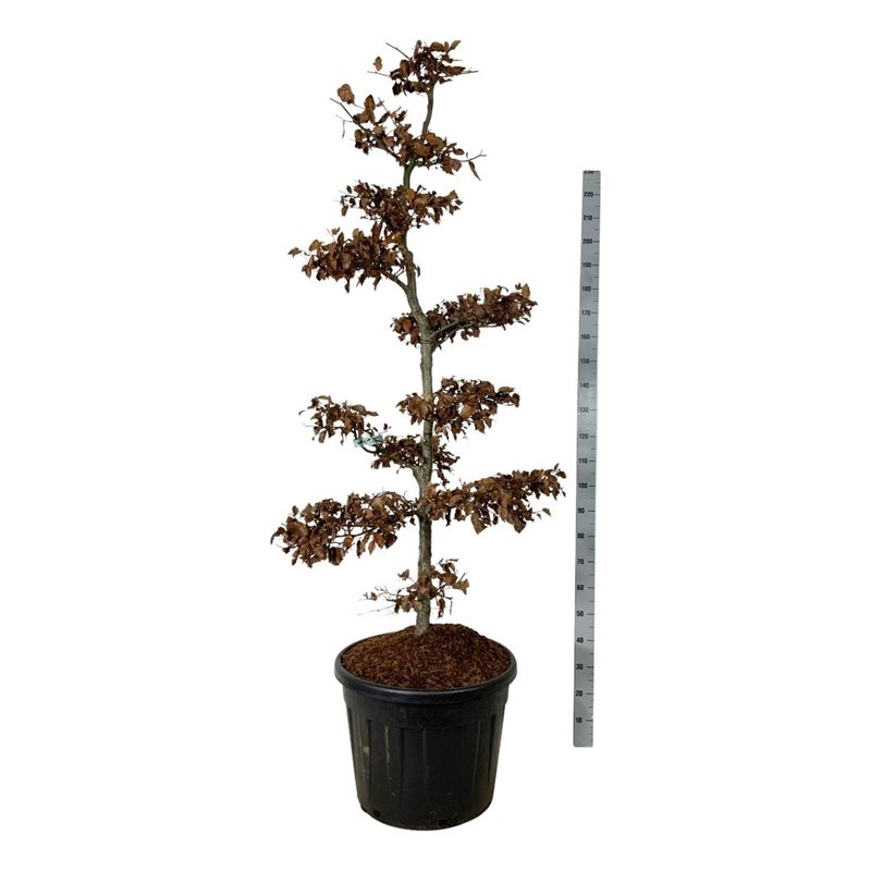 Бук европейский