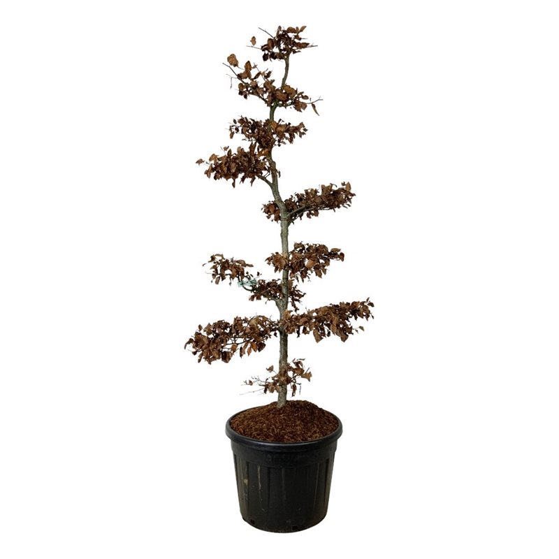 Бук европейский