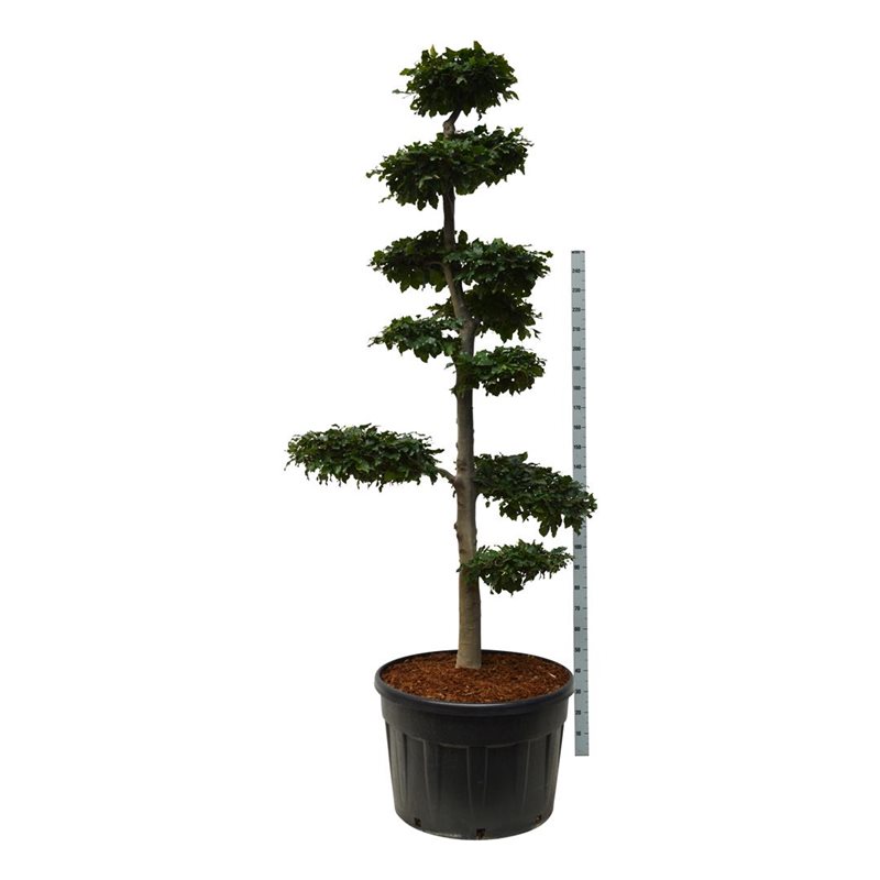 Бук европейский