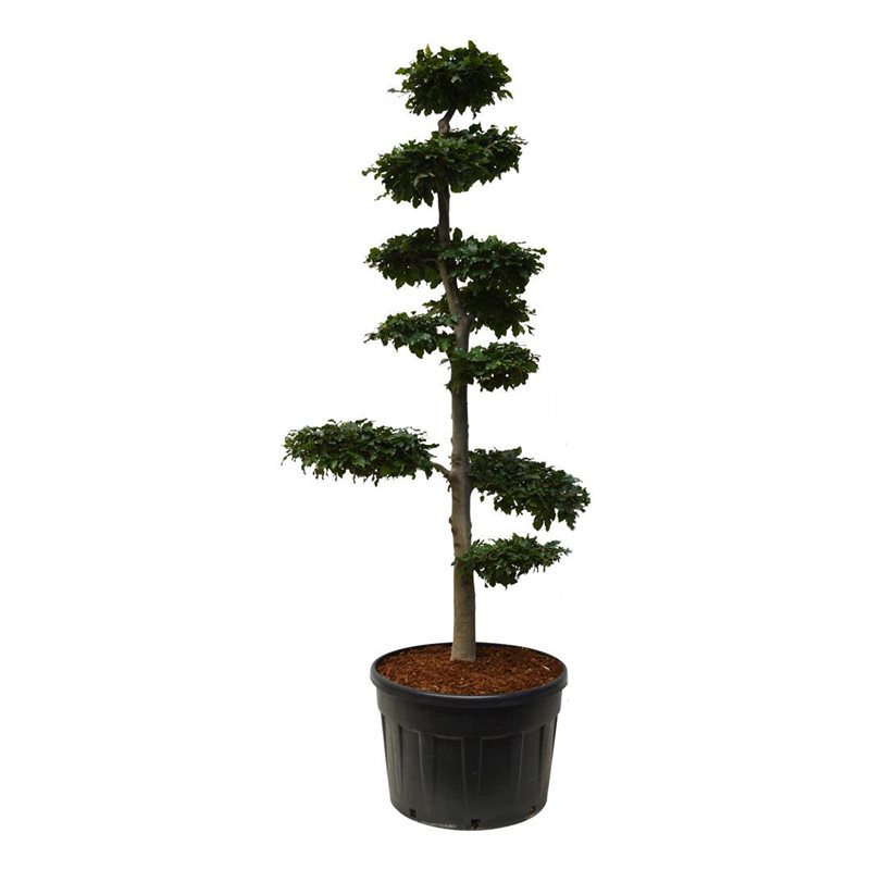 Бук европейский