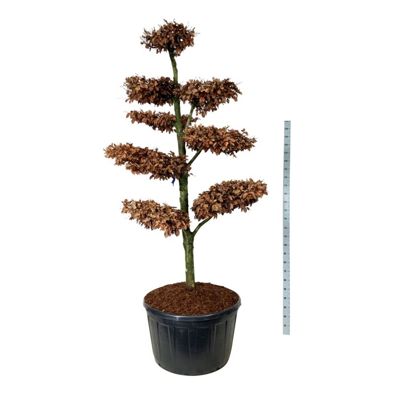 Бук европейский