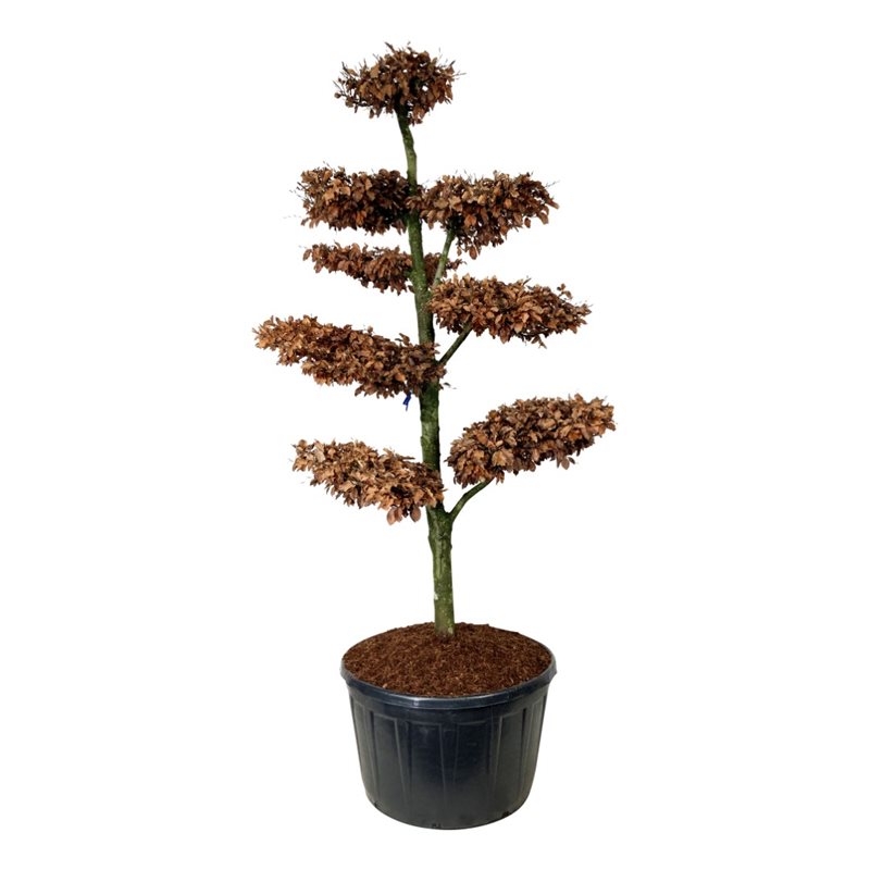 Бук европейский