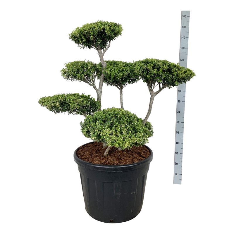 Падуб городчатый