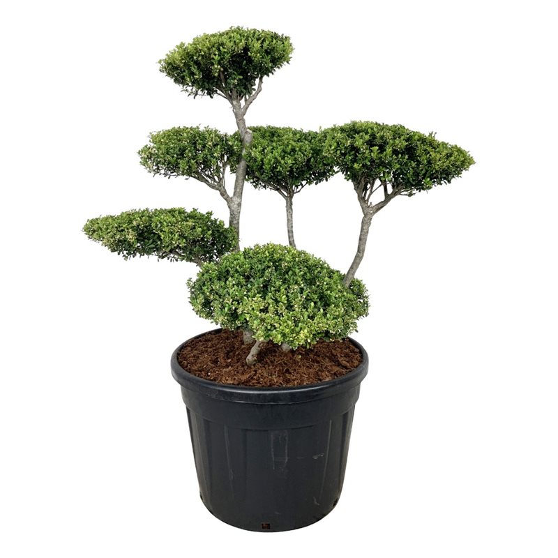 Падуб городчатый