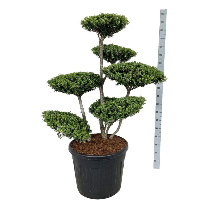 Падуб городчатый