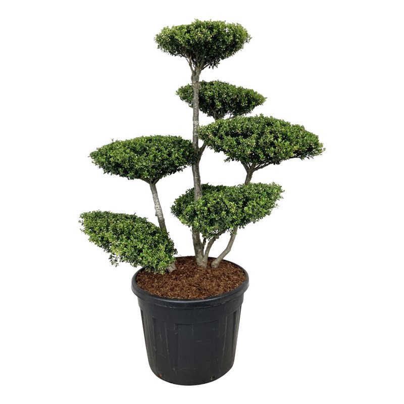 Падуб городчатый