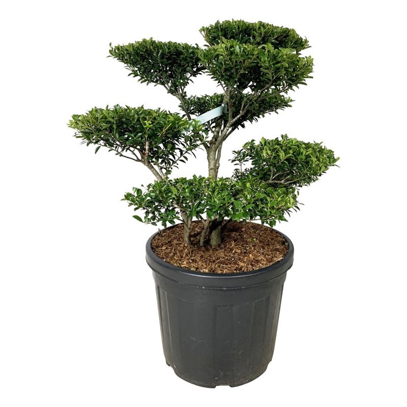 Падуб городчатый Блонди