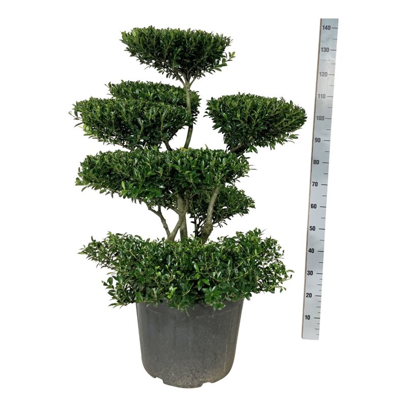 Падуб городчатый Блонди