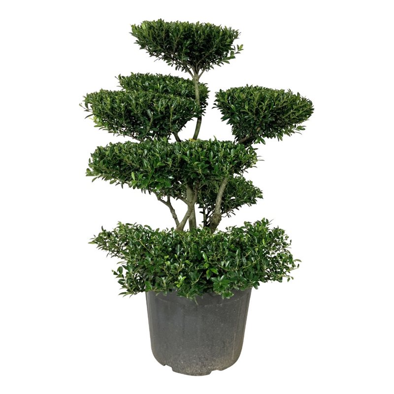 Падуб городчатый Блонди