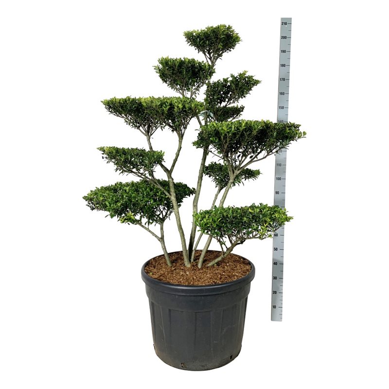 Падуб городчатый Блонди