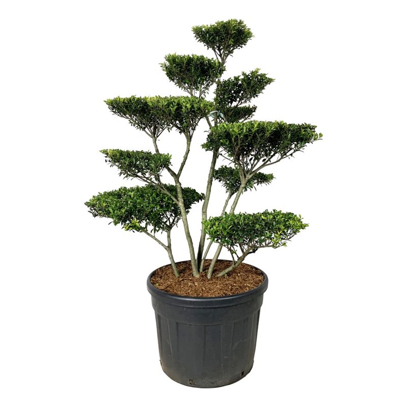 Падуб городчатый Блонди