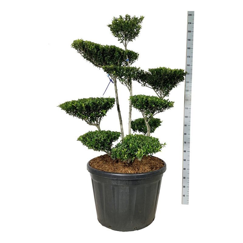 Падуб городчатый Блонди