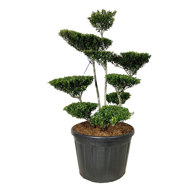 Падуб городчатый Блонди