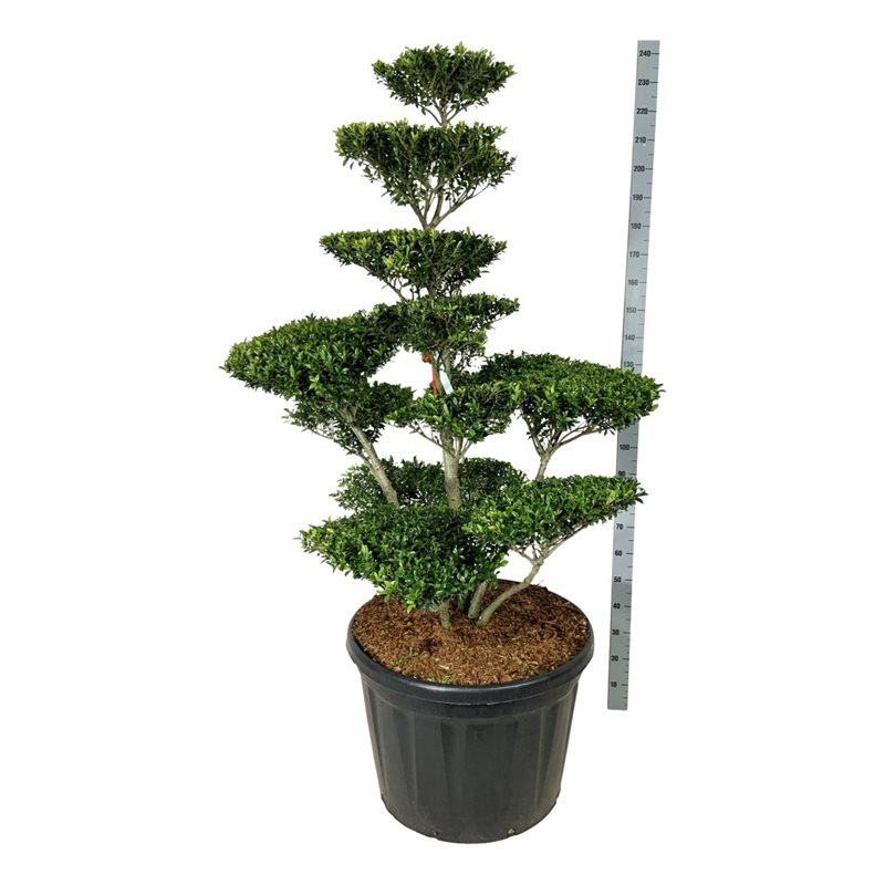 Падуб городчатый Блонди