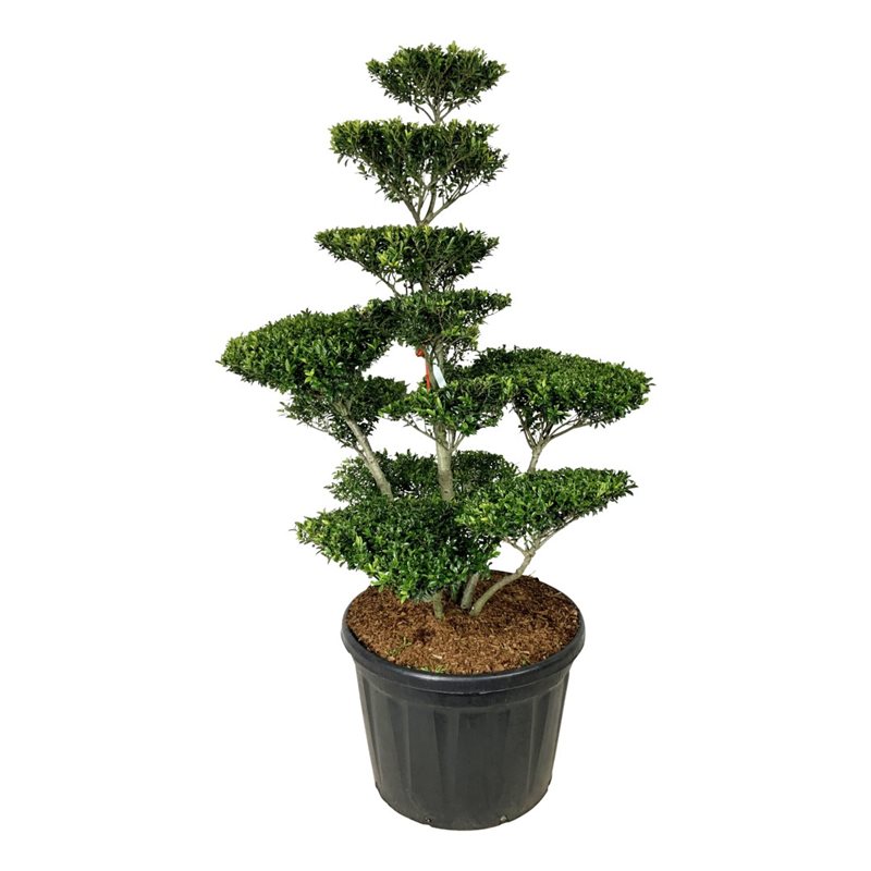 Падуб городчатый Блонди