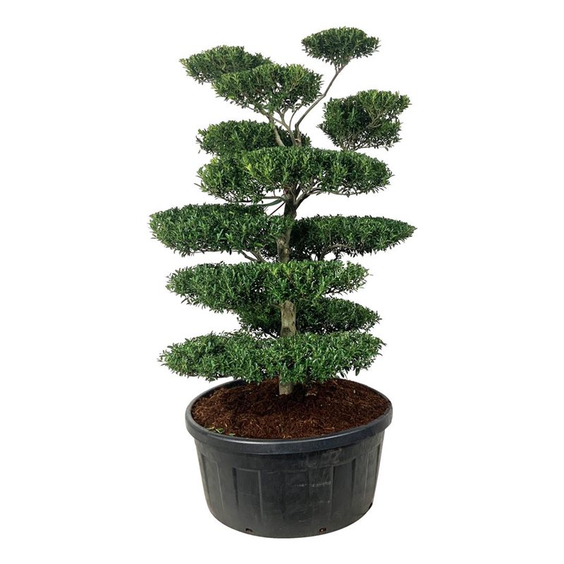 Падуб городчатый Блонди