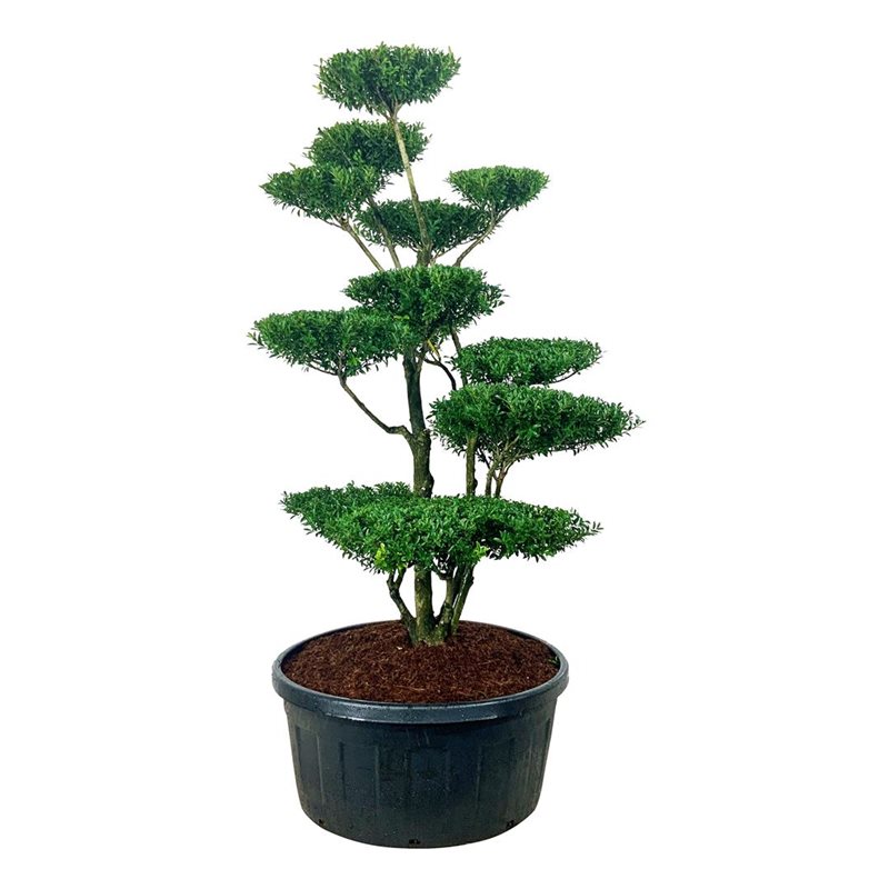 Падуб городчатый Блонди