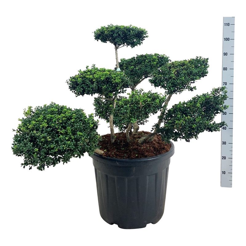 Падуб городчатый Конвекса