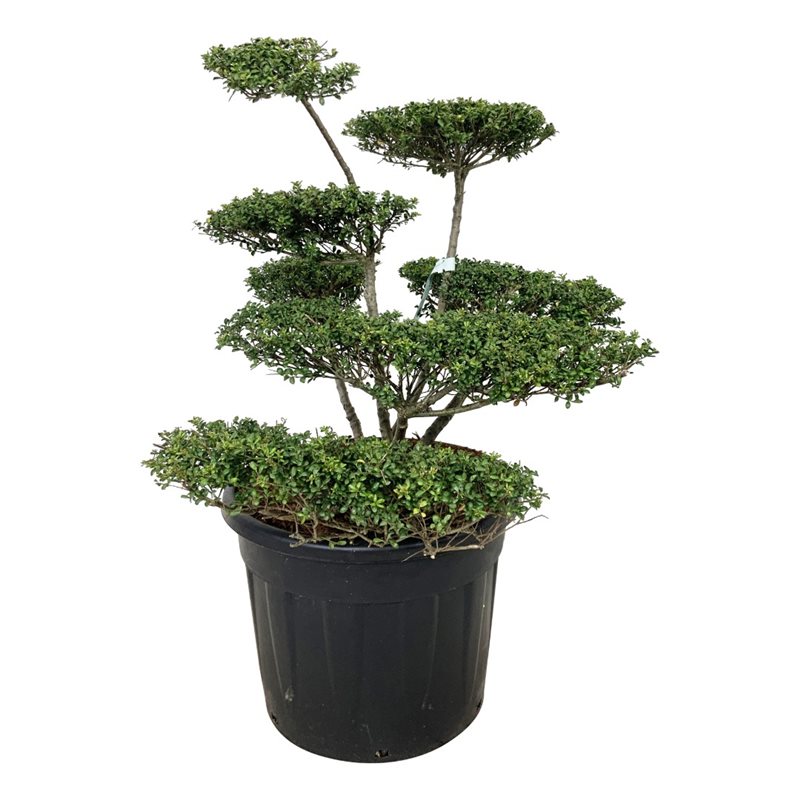 Падуб городчатый Конвекса