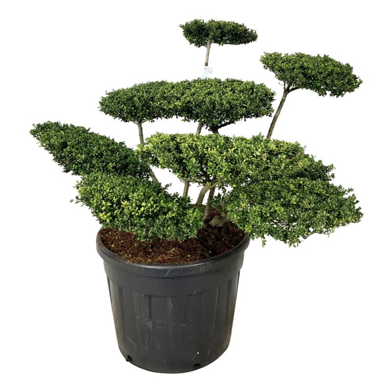 Падуб городчатый Конвекса