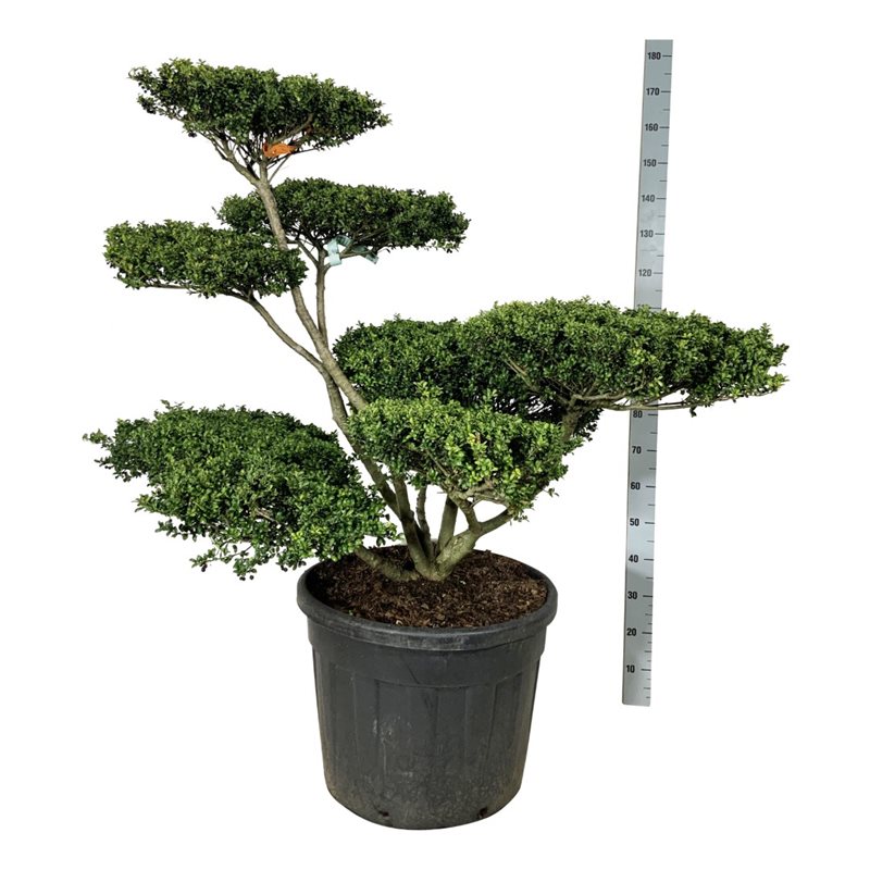 Падуб городчатый Конвекса