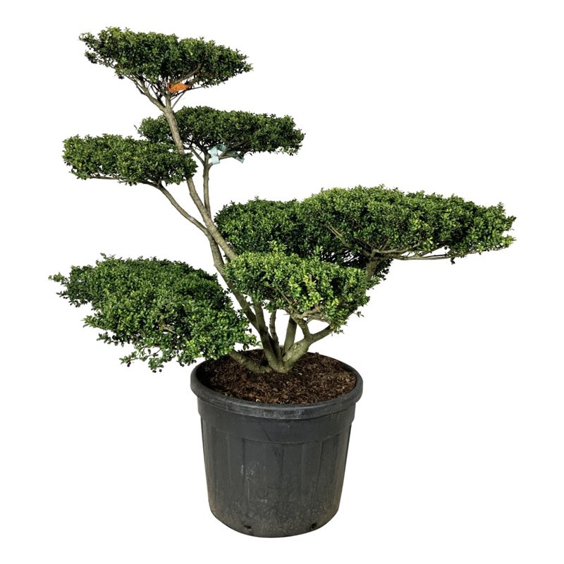 Падуб городчатый Конвекса