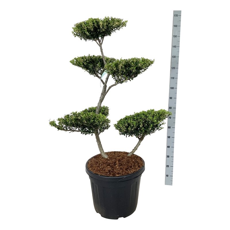 Падуб городчатый Грин Хедж