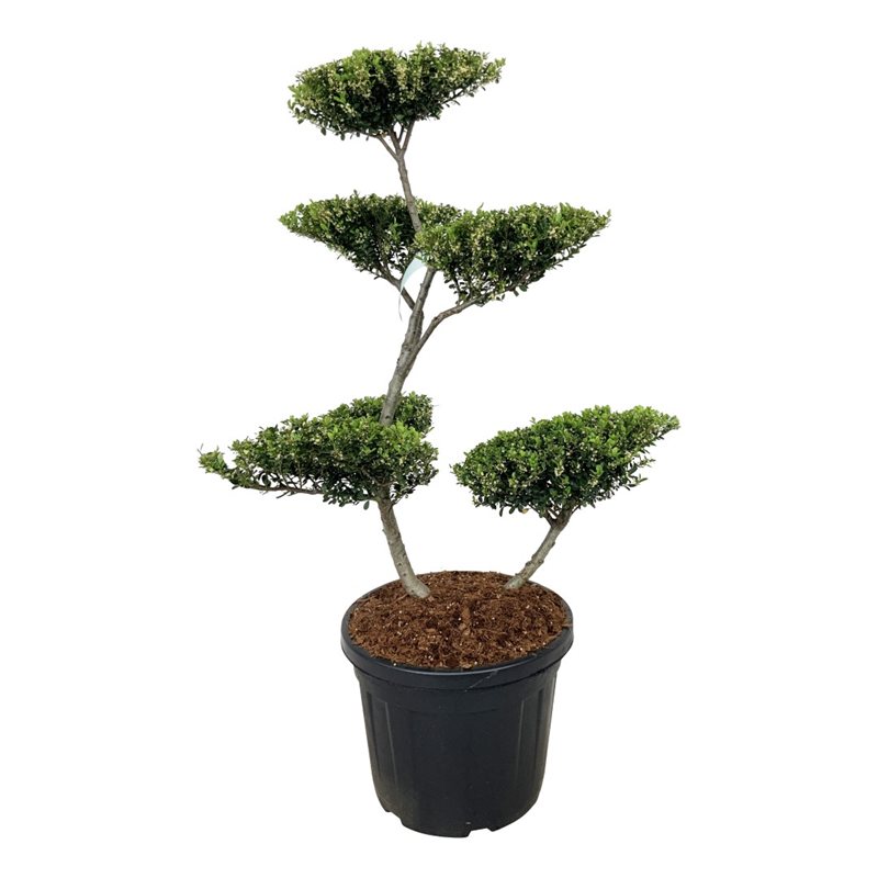 Падуб городчатый Грин Хедж