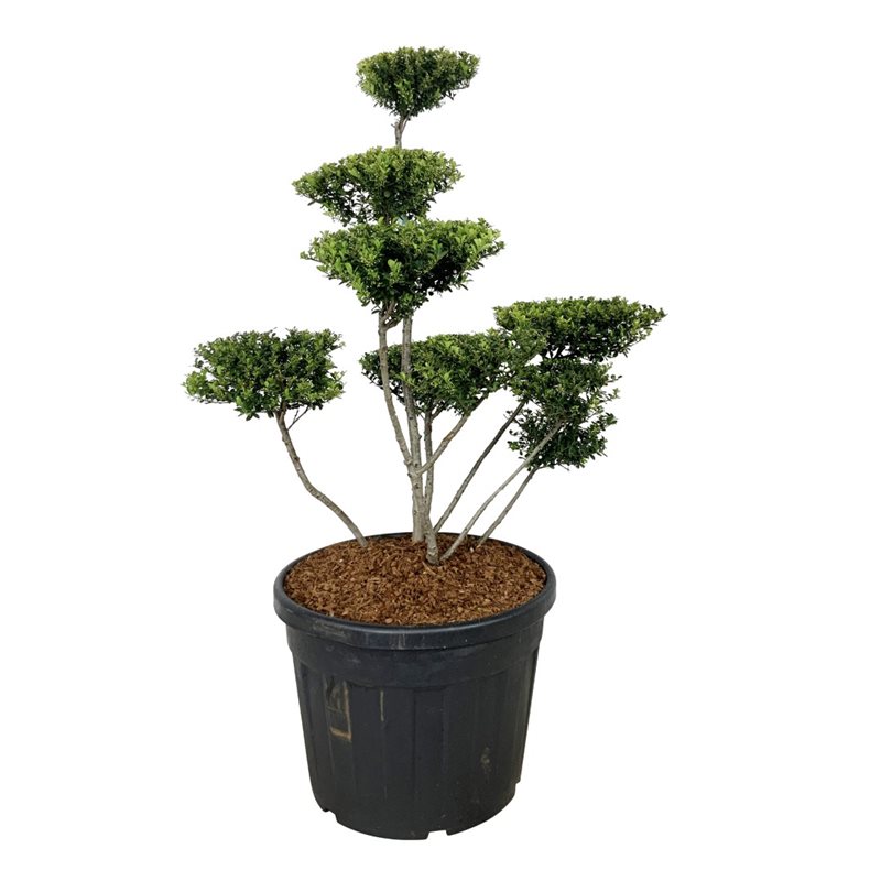 Падуб городчатый Грин Хедж