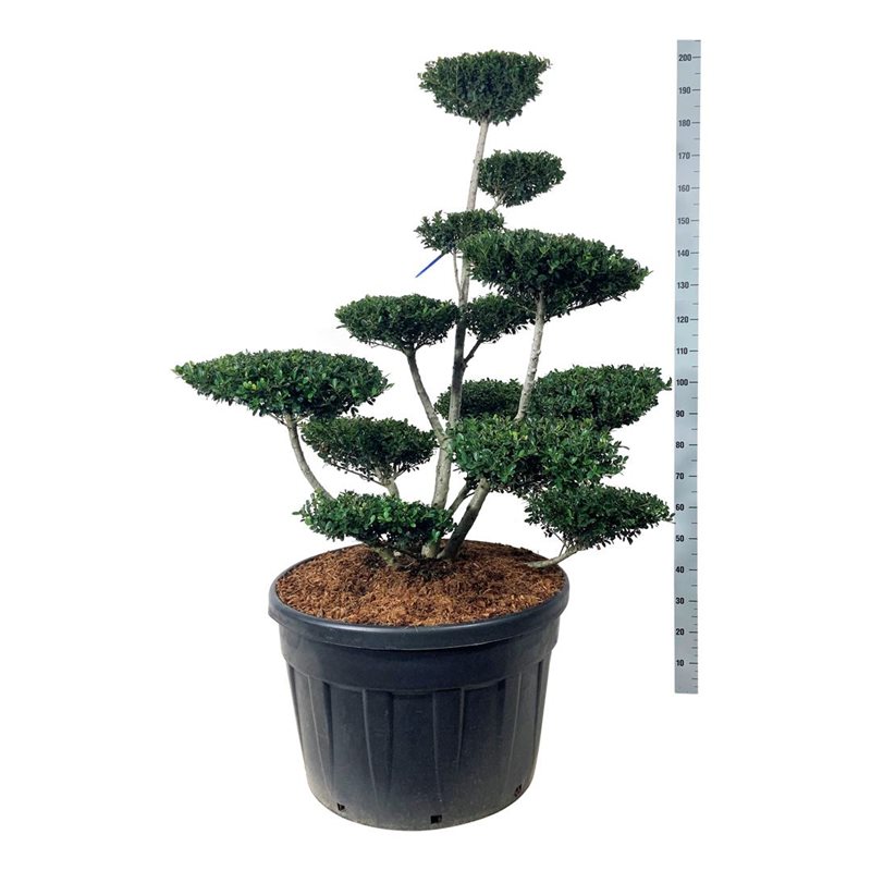 Падуб городчатый Грин Хедж